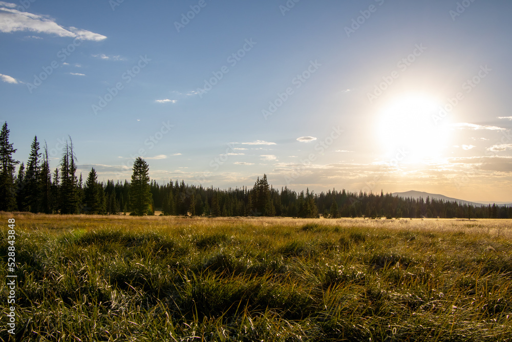 Pretty golden hour view of field of grass during sunset in Snowy Range Mountains in Summer near Laramie and Centennial Wyoming with forest of trees in background.
