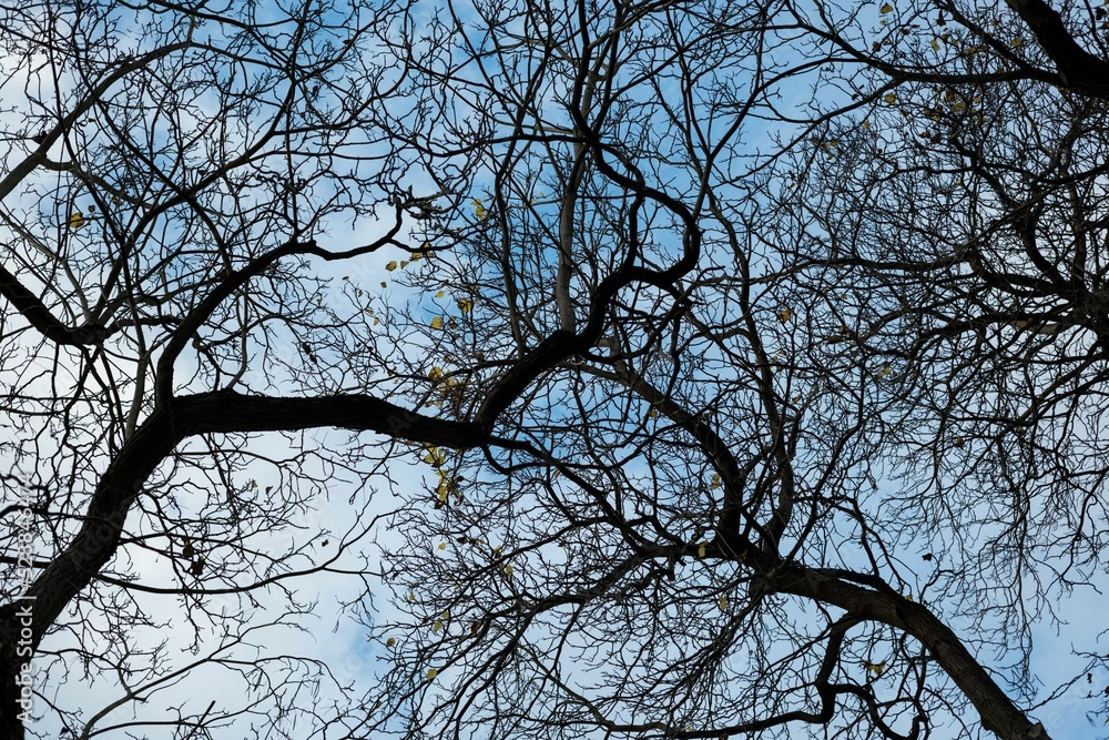 Naklejka premium Low angle view of bare trees