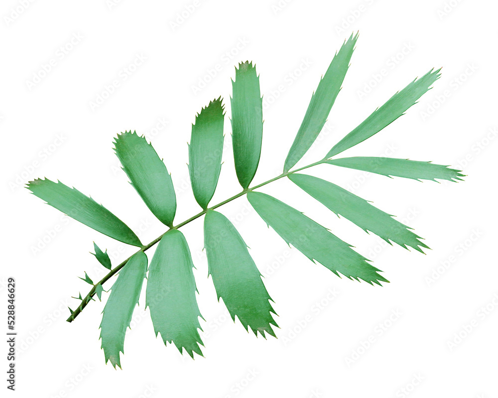 Fototapeta premium green palm leaf isolated on transparent background png file