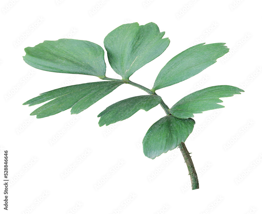 green leaf of palm tree isolated on transparent background png file green leaf of palm tree isolated on transparent background png file