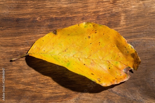 Yellow leaf on wooden surface