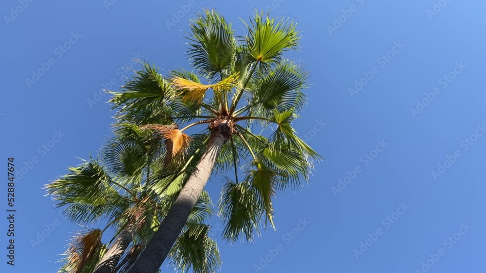 Palmen im Wind auf Mallorca, Entspannung im Sommer, chillen am Strand unter Palmen, blauer Himmel im Paradis Palmen im Wind auf Mallorca, Entspannung im Sommer, chillen am Strand unter Palmen, blauer Himmel im Paradis