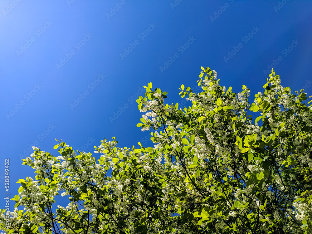 Beautiful bright flowering bird cherry tree with white flowers against a blue sky Beautiful bright flowering bird cherry tree with white flowers against a blue sky