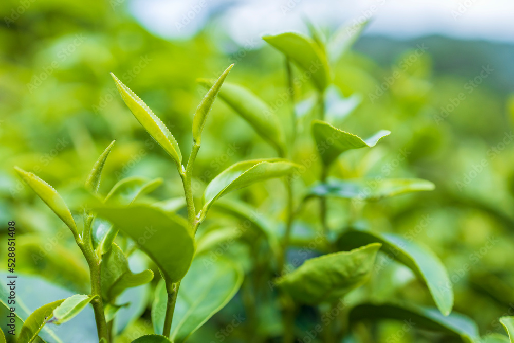 Top of Green tea leaf in the morning, tea plantation Top of Green tea leaf in the morning, tea plantation