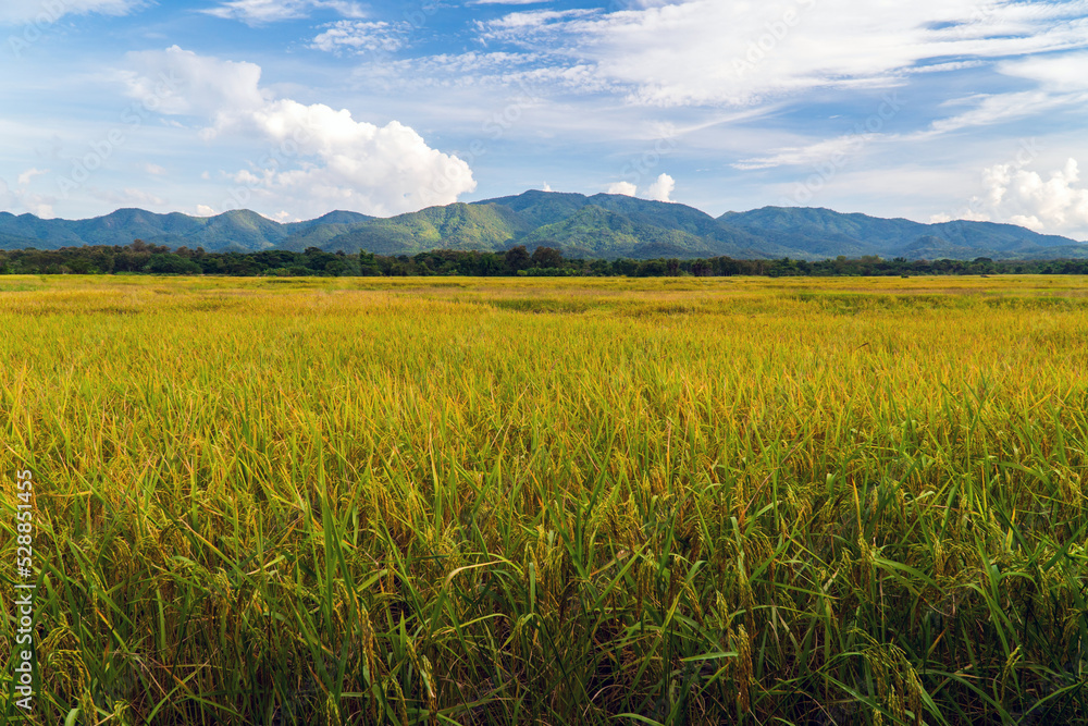 Ripe rice field and mountain natural scenery Ripe rice field and mountain natural scenery