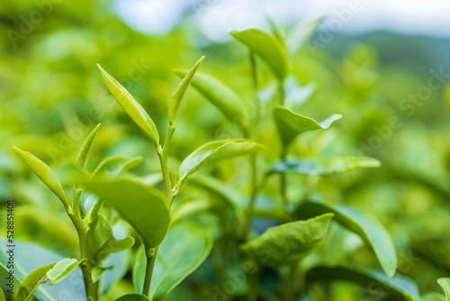 Top of Green tea leaf in the morning  tea plantation