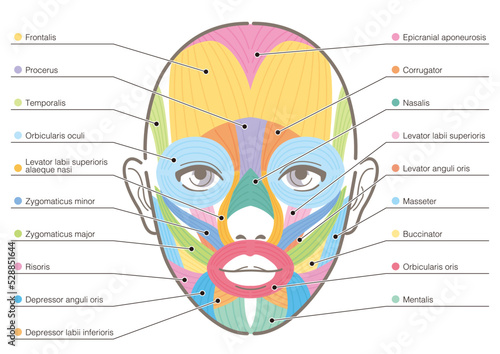 Diagram of facial muscles. Mimetic muscles of human. Vector illustration isolated on white background.