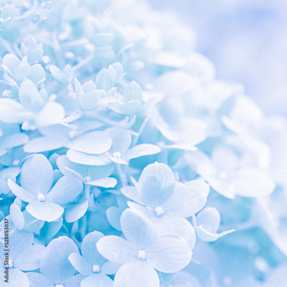 Background of white blue petals of Hydrangea or Hydrangea. Soft focus