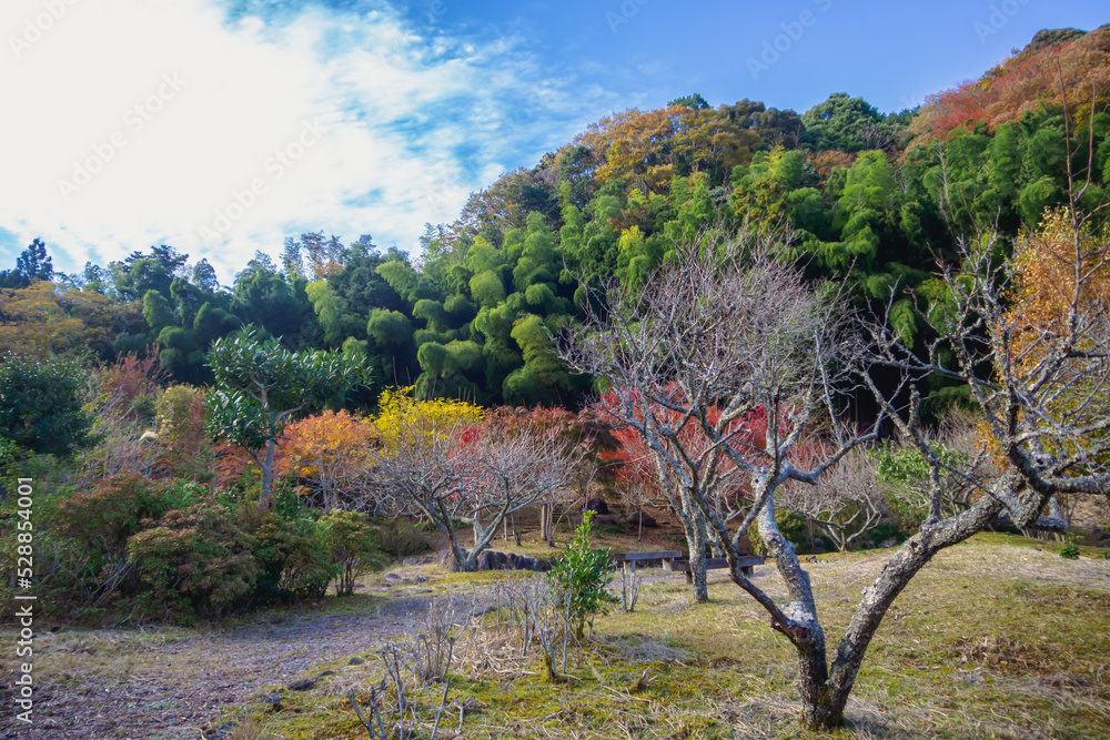 伊豆修善寺、奥の院の日本庭園　秋の紅葉風景