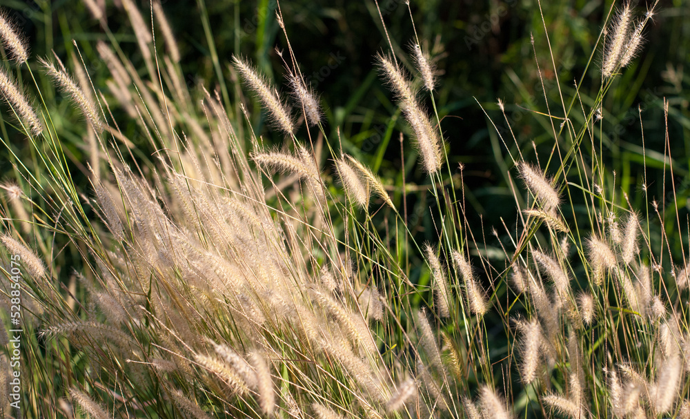 Fountain grass or Pennisetum alopecuroides that leans in the wind in the soft sunlight.