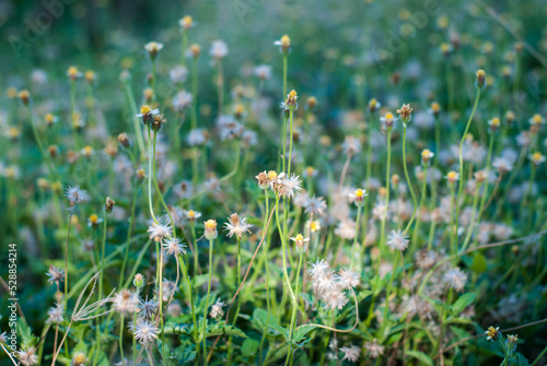 Tridax Procumbens, grass flowers growing up in nature looks fresh and beautiful. photo