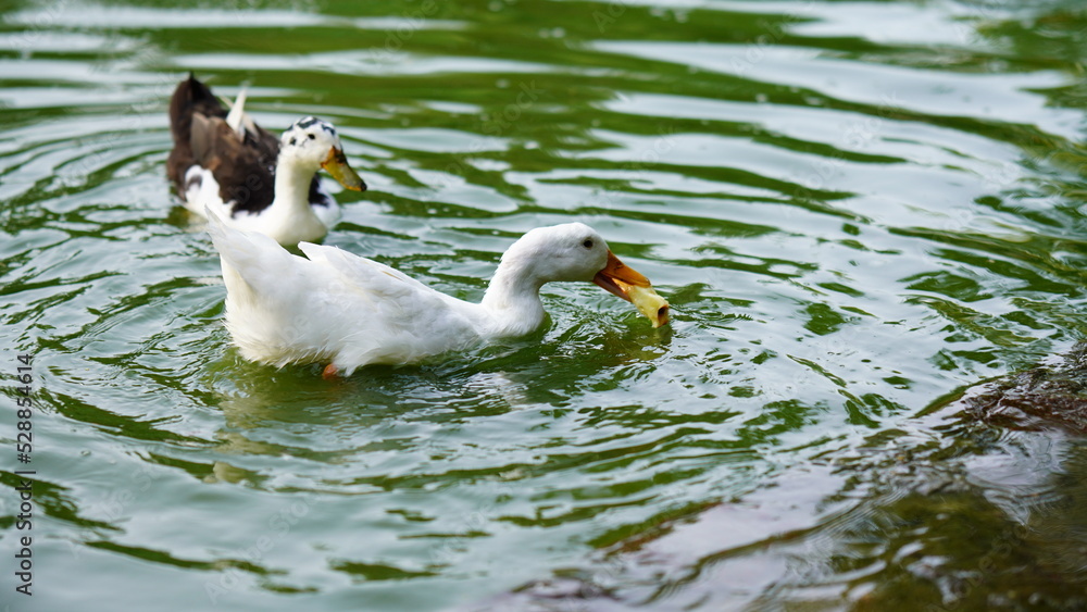 white colored duck holding apple in beak