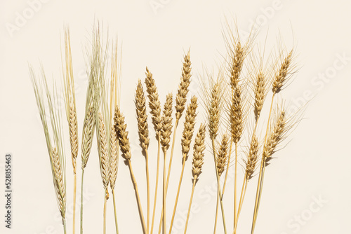 Top view ears of cereal crops with awns  durum wheat  rye  barley grain crop at sunlight on beige background. Flat lay with ears of wheat on table  minimal still life  harvest concept