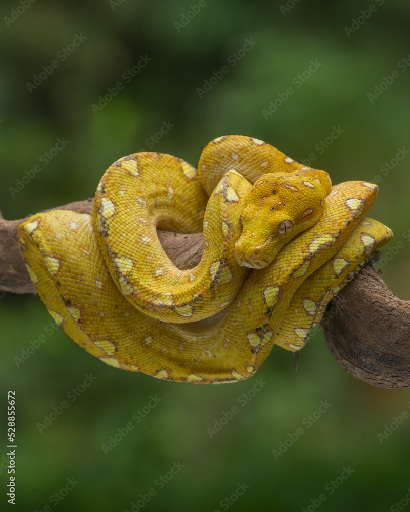 Naklejka premium green tree python