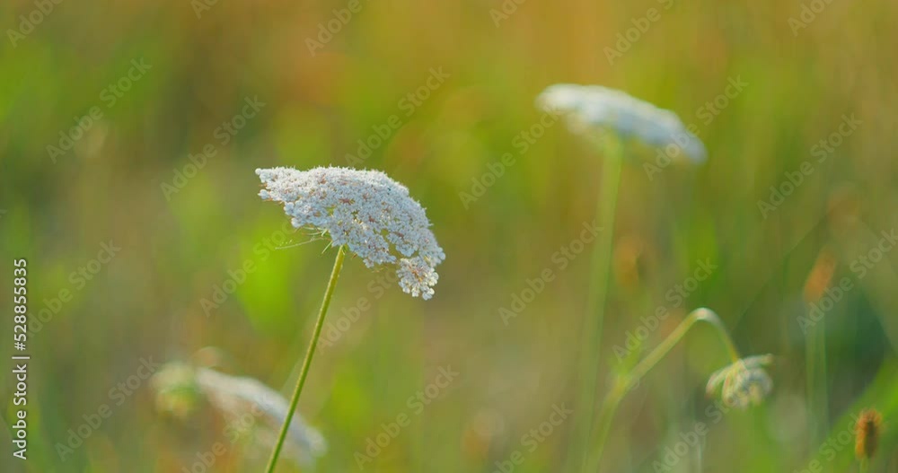 Wild Carrot, daucus carota, flower blossom moves in the breeze. Wild nature landscape. Flowers leaves and seeds are edible. Flowering plant. Countryside. Windy weather. Close-up. Blurred background. Wild Carrot, daucus carota, flower blossom moves in the breeze. Wild nature landscape. Flowers leaves and seeds are edible. Flowering plant. Countryside. Windy weather. Close-up. Blurred background.
