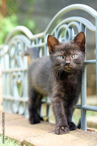 cat in the garden
