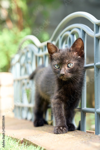 cat on the fence
