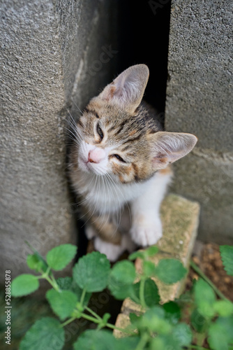 cat in the garden