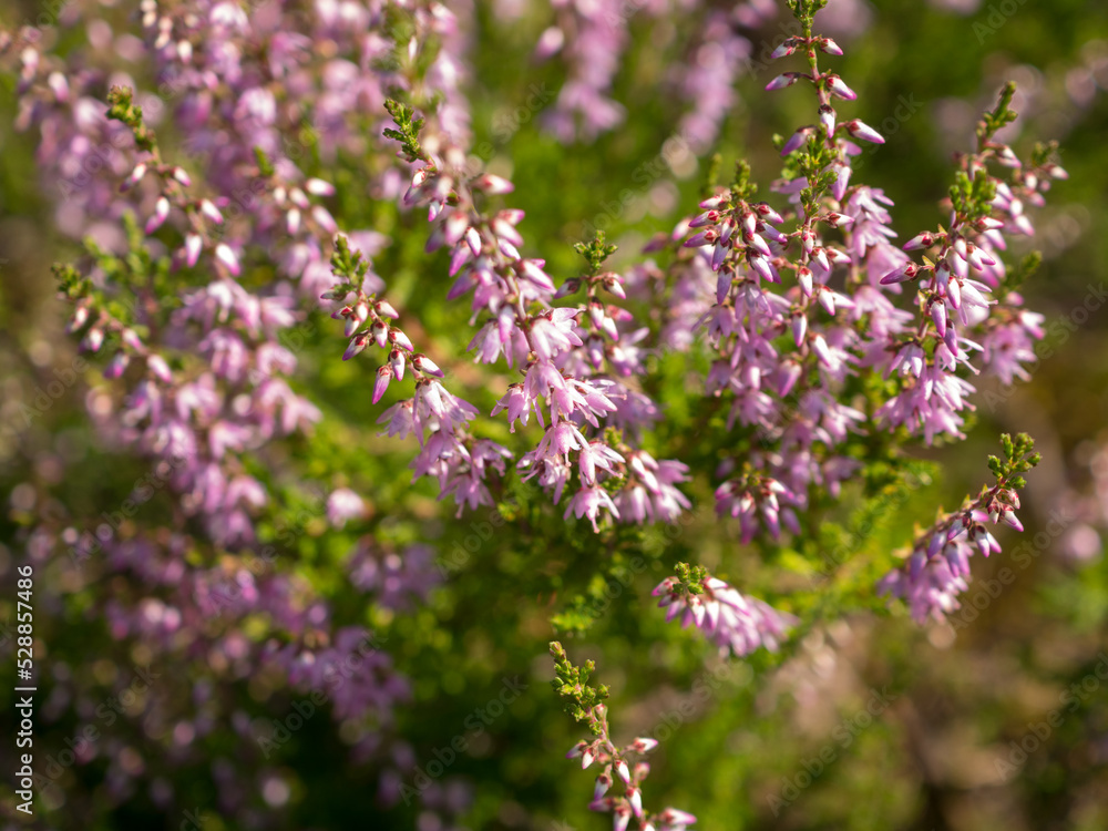 Obraz premium heather on a summer day