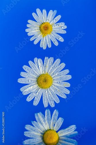 daisies on blue. Daisies in blue water with drops of water. Chamomile buds on the surface of the water. Flowers on the water. Selective focus. 