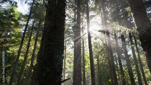 Aerial shot in forest moving up a tree with the morning sun.