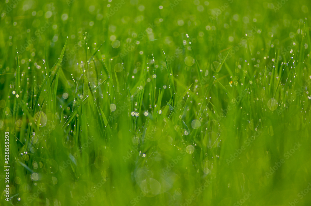 Naklejka premium Organic rice field with beautiful bokeh in the morning