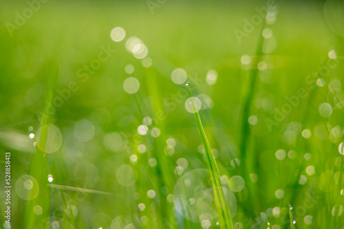 Organic rice field with beautiful bokeh in the morning