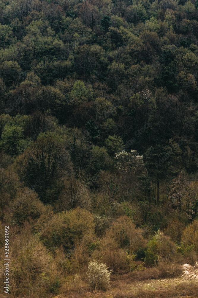 Obraz premium forest