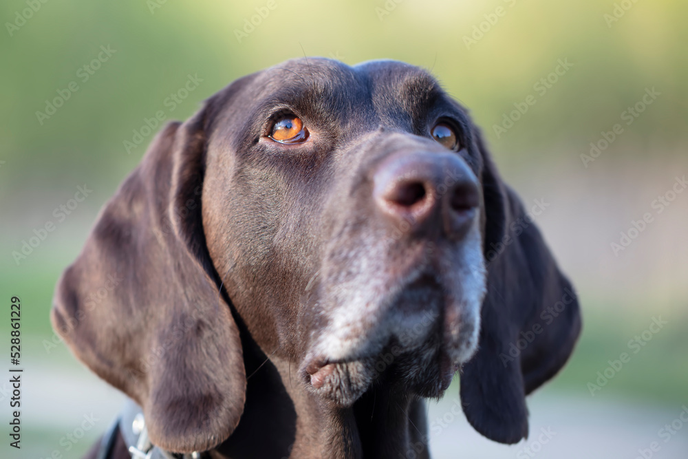 Dog breed kurtshaar close-up.Muzzle of a German dog.
