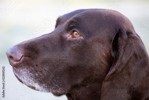 Dog breed kurtshaar close-up.Muzzle of a German dog. © Светлана Лазаренко
