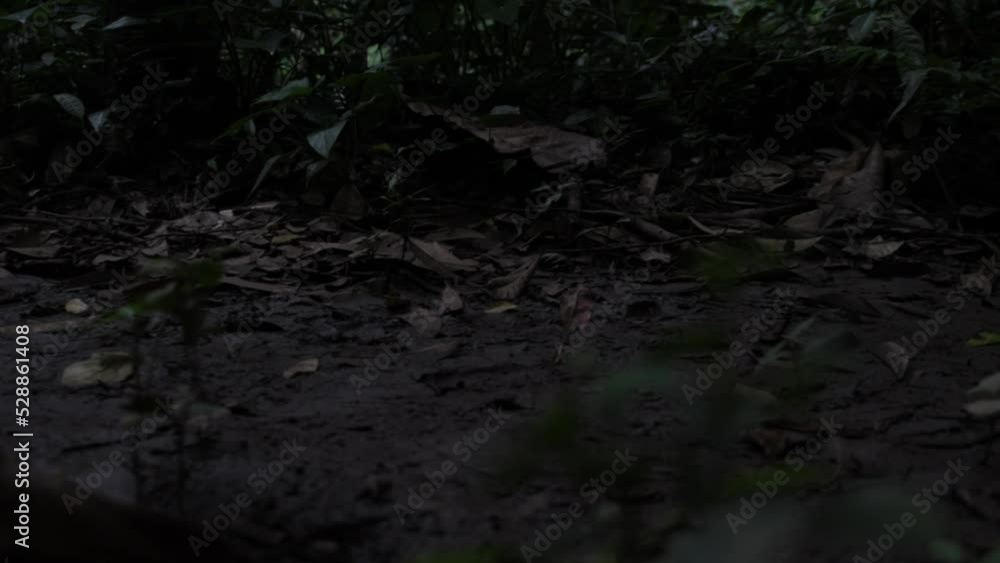 Close-up of feet of two barefoot men running scared on a muddy path through the jungle. Slow motion Close-up of feet of two barefoot men running scared on a muddy path through the jungle. Slow motion