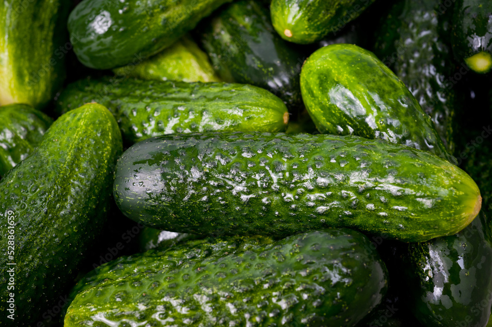 Fresh juicy clean cucumbers lying tightly next to each other. Preparing for conservation and salting. Fresh juicy clean cucumbers lying tightly next to each other. Preparing for conservation and salting.