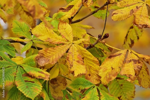 Bunte Kastanienblätter im Herbst