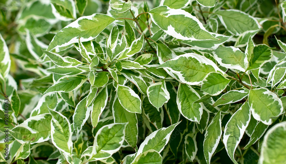 Green leaves on an ornamental plant