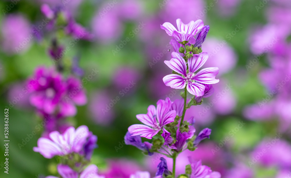 Beautiful purple flowers in the park.