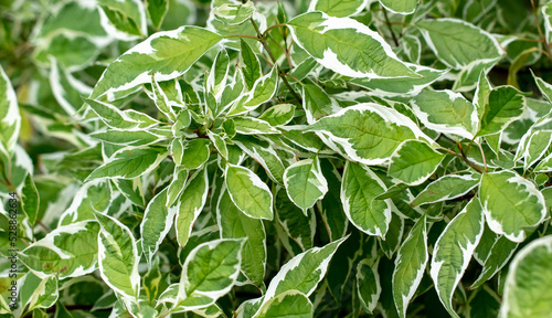 Green leaves on an ornamental plant