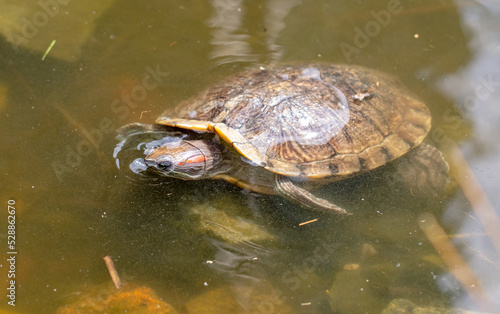 Turtle in a pond in nature.