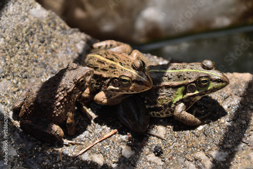 Sitting in the midday sun. Daruma pond frog - Pelophylax porosus porosus. It is called “Tokyo Darumagaeru” in Japan. 
