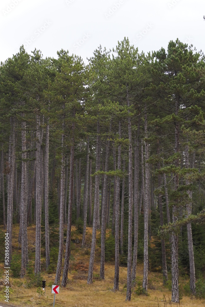 Obraz premium view from national park