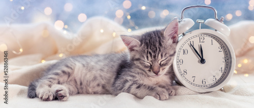 cute gray kitten sleeping next to white alarm clock on front of christmas decoration nativity concept