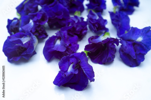 Asian pigeonwings or Butterfly pea flower or Blue pea or Clitoria ternatea L. Natural blue color. For making Thai Style Butterfly Pea Flower Juice