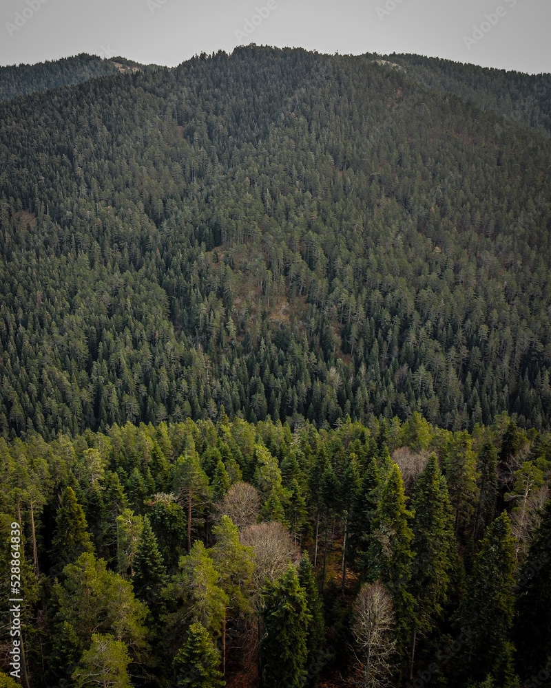 Fototapeta premium landscape from national park