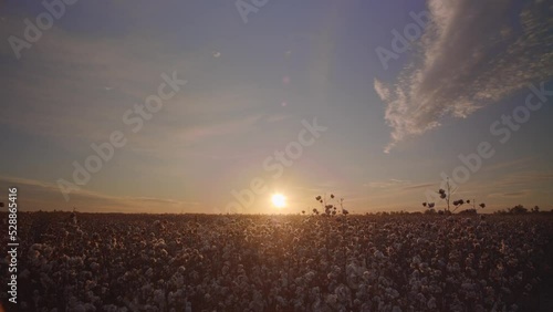 Timelapse of a cotton plantation during the sunrise photo