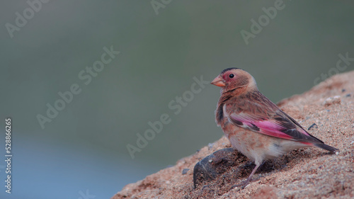 Eurasian Crimson-winged Finch on the little hill. photo