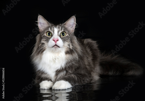 Norwegian Forest cat