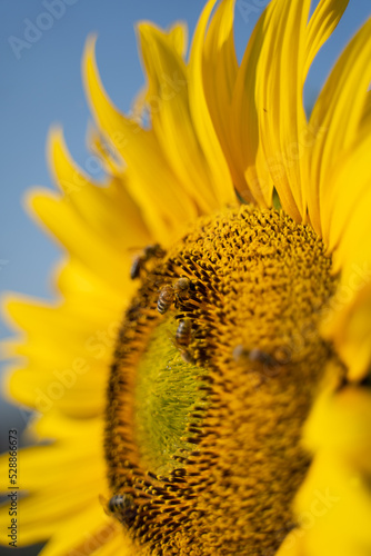 sunflower covered in bees