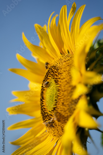 sunflower covered in bees