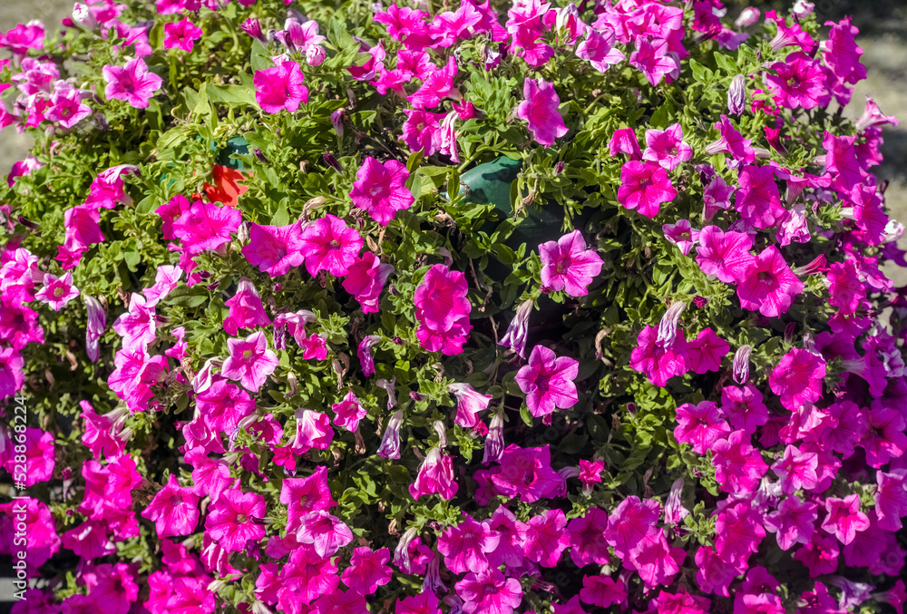 violet petunias grow on flower beds in the city
violet petunias grow on flower beds in the city