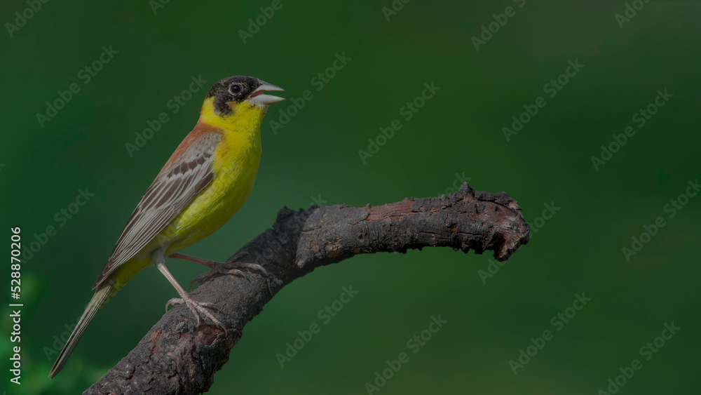 Black-headed Bunting perched on a branch. Black-headed Bunting perched on a branch.