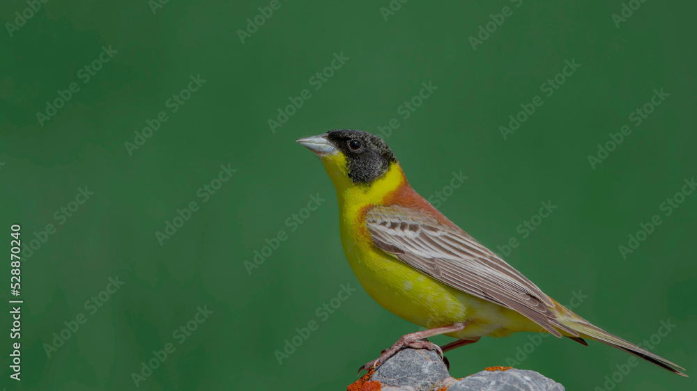 Black-headed Bunting perched on a branch.